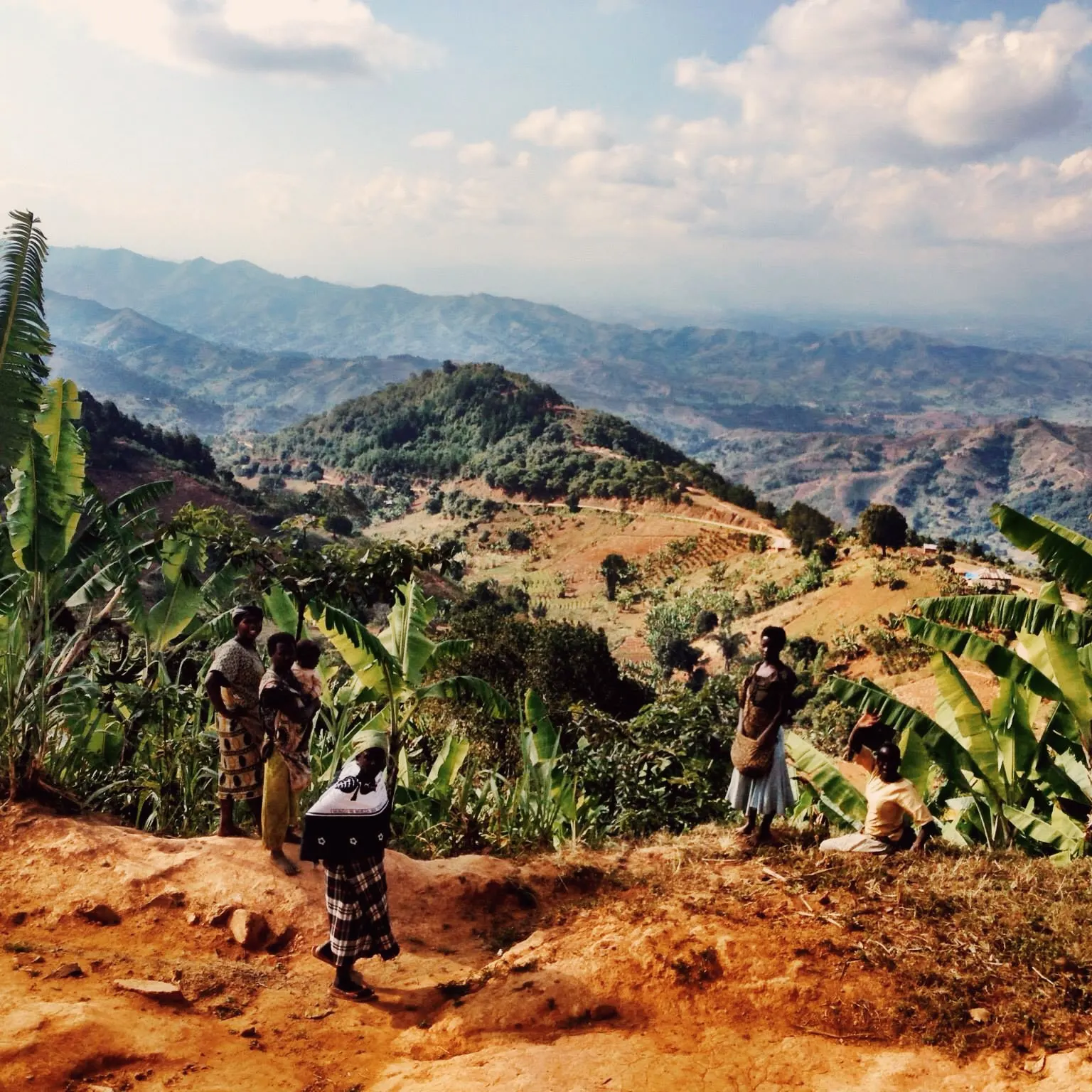 Terraced coffee rows on a hillside, high up